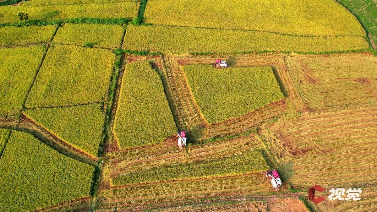 绵阳市安州区花荄镇龙兴村水稻丰收景象。C视觉摄影师 张祖强 摄