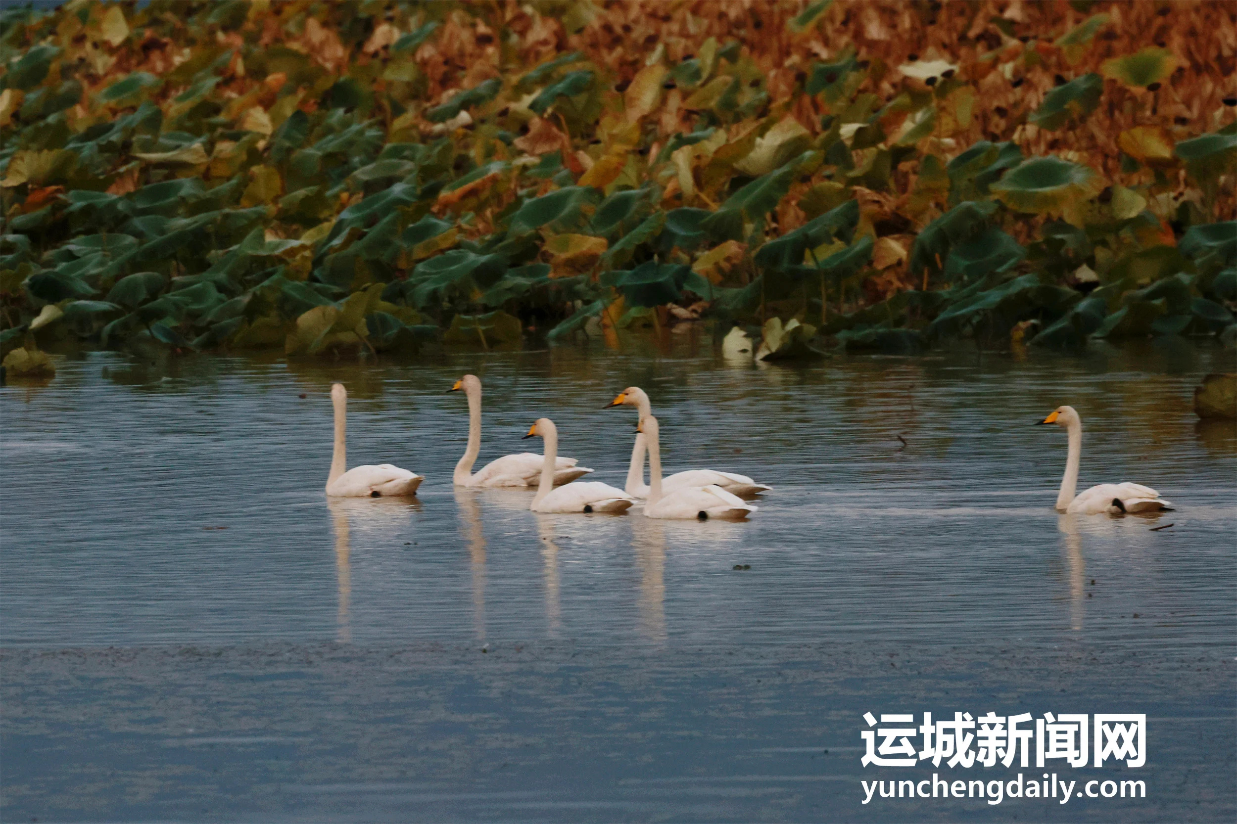 【天鹅栖三湾 湿地入画来】连日降温，百余只越冬的大天鹅如约飞抵平陆黄