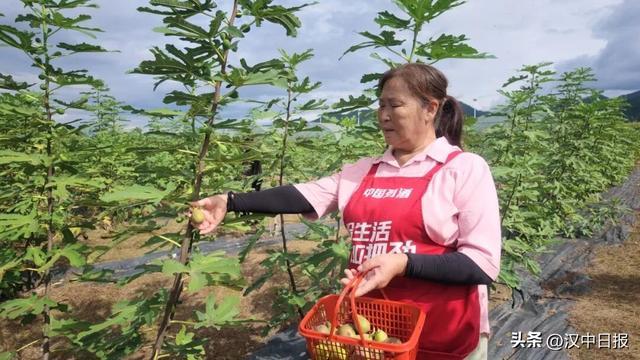 ▲在汉台区七里街道镇江村,慧玲无花果家庭农场迎来丰收,村民李慧玲在采摘无花果。记者 胡丽莎 摄