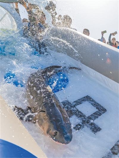 湖北宜昌市长江珍稀鱼类放流点，中华鲟从放流通道滑入长江（摄于2024年）。郑家裕摄（影像中国）