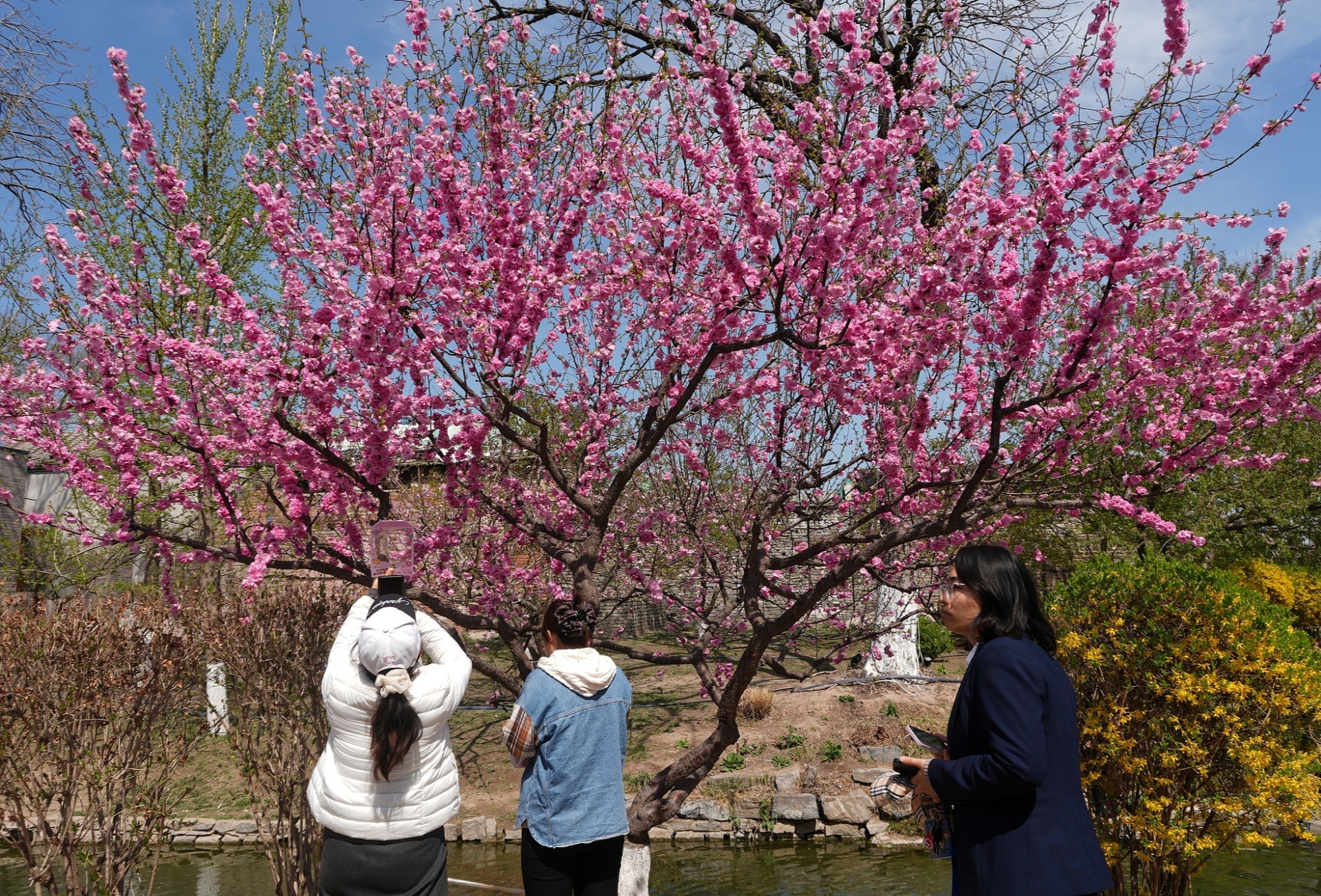 北京:市民在三里河公园打卡留念(图片来源CFP)