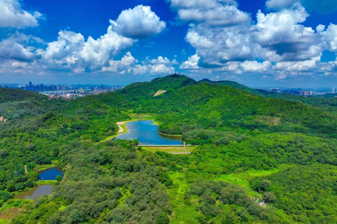 黄山鲁森林公园01.JPG