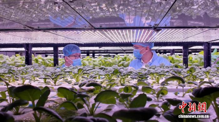 2025年12月，张世泽(图右)与工作人员查看植物工厂里的作物长势。　赵凯 摄
