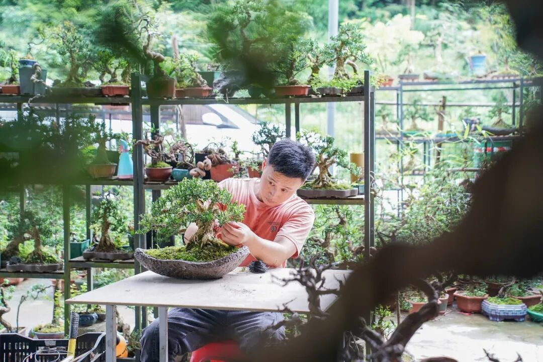 ▲90后小伙回乡打造“广西盆景第一村”(图/CFP)