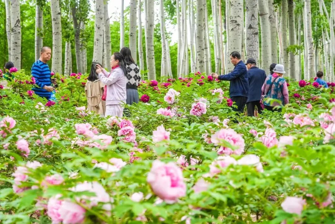 顺义仁和公园牡丹展开幕，1.4万余株牡丹进入盛放期