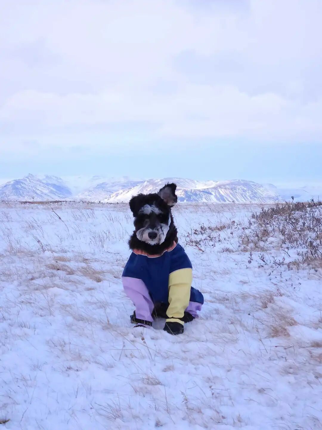 Megan 的小狗/受访者提供