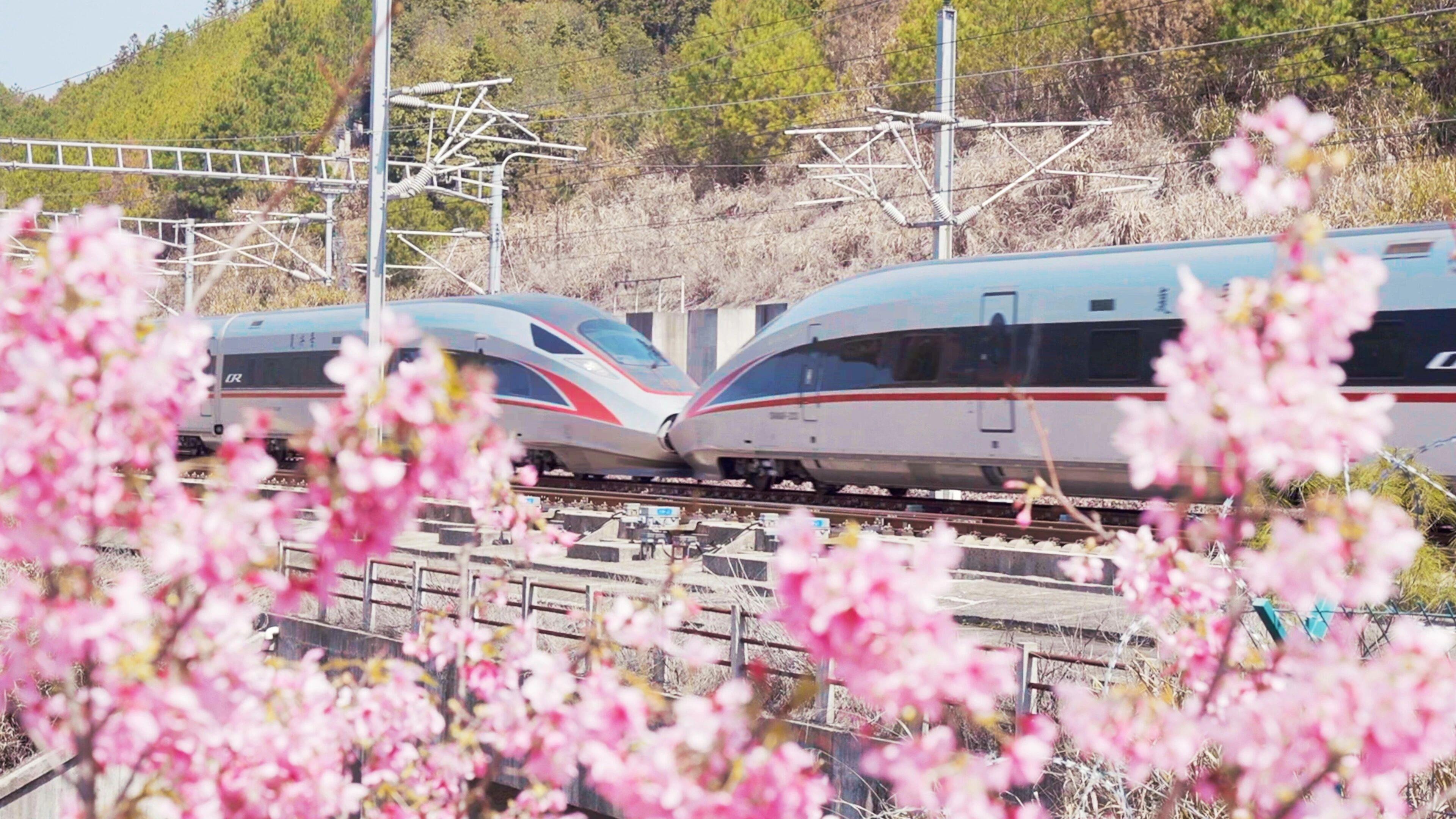 △复兴号驶过合福高铁武夷山北站旁的樱花林。