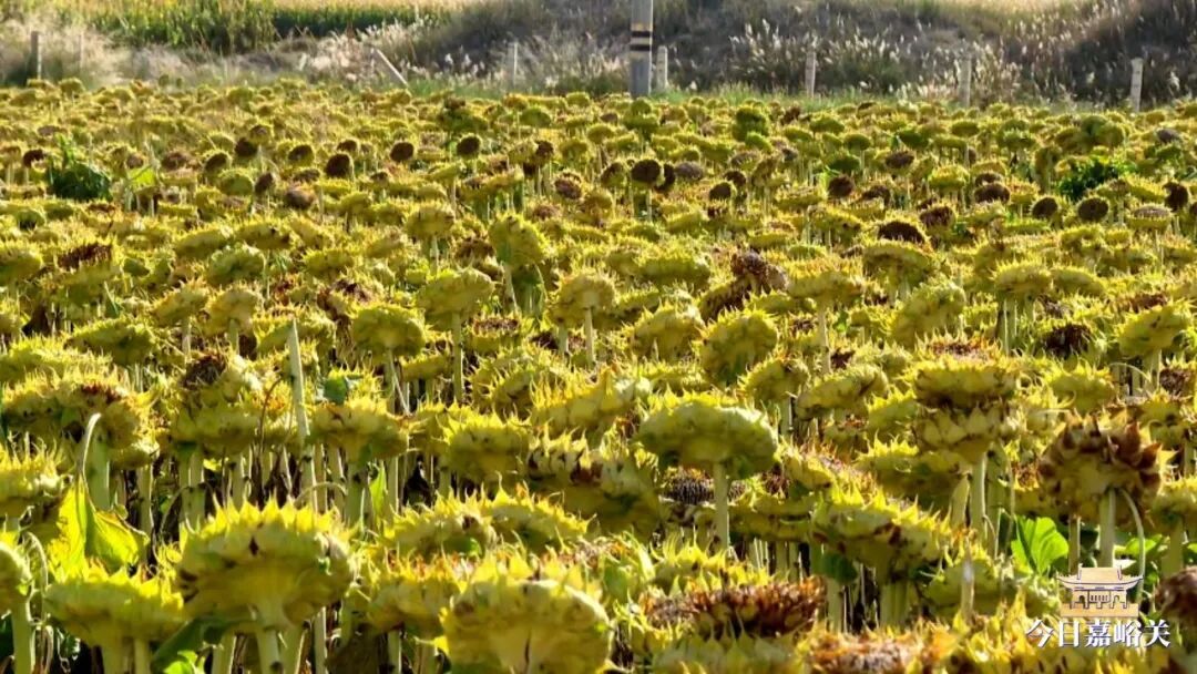 中沟葵花熟023_LOW_0.mp4_20261009_110803745.jpg