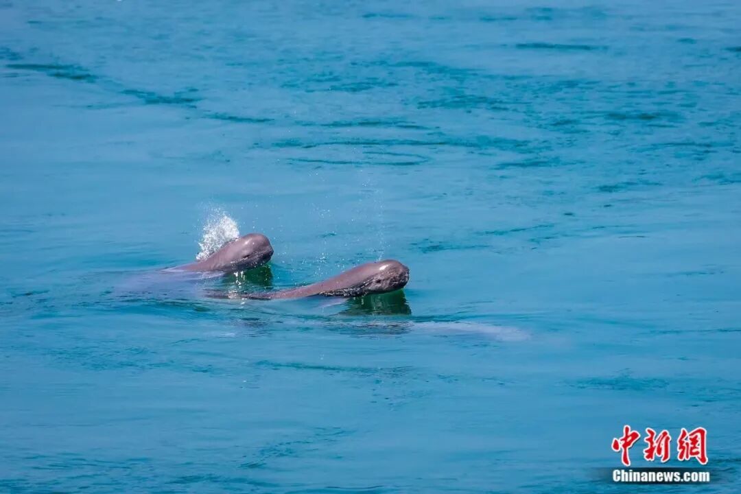 长江宜昌水域江豚逐浪。舒仁庆 摄