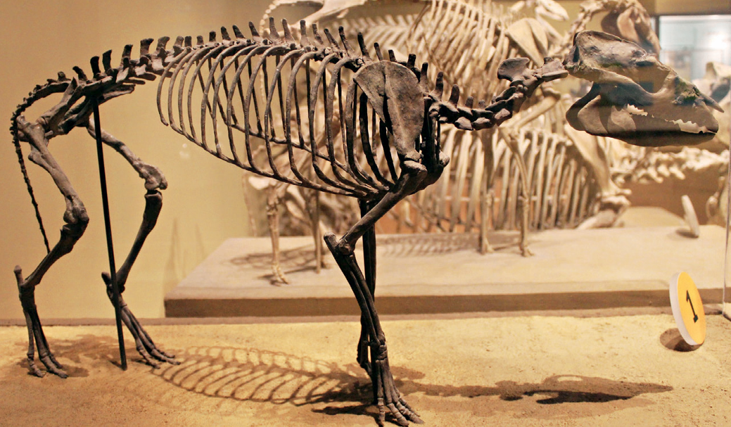 始马化石,距今大约5800万年前,狐狸大小的始(祖)马生活在早始新世的北美洲与亚欧大陆的森林中。它的脊背弯曲,前足还有四趾,后足三趾证明其“奇蹄类”身份