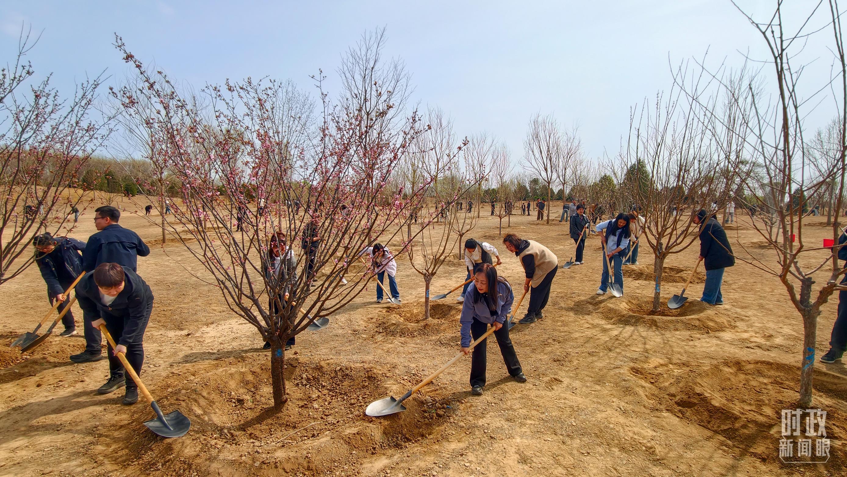 △昌平区百善镇植树点。（总台央视记者王策拍摄）