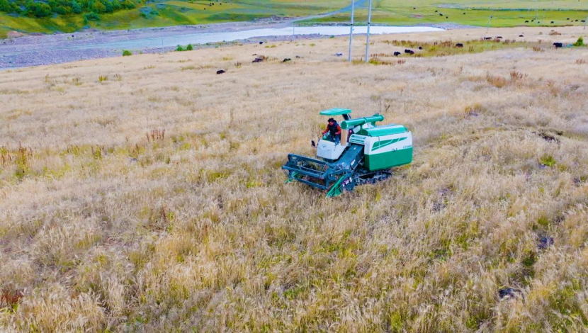 图为索县嘎美乡基层供销合作社收割青稞现场。