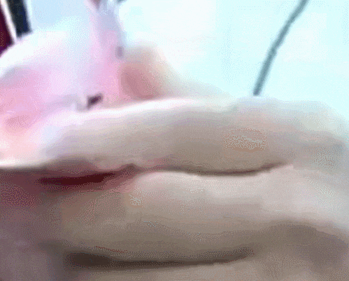 GIF.gif