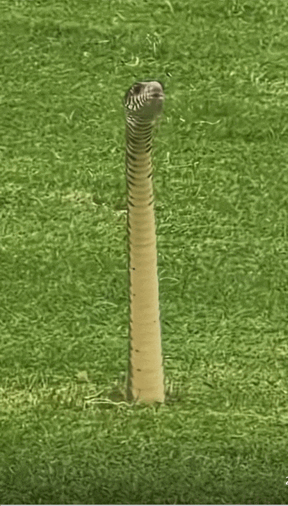 4.gif