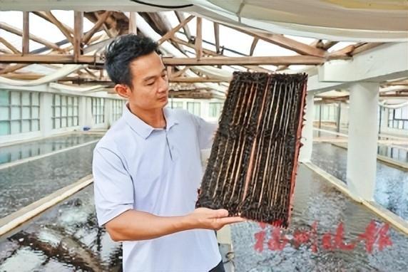像这样一个育苗器,约有5万株海带苗,可供养殖1亩海域。