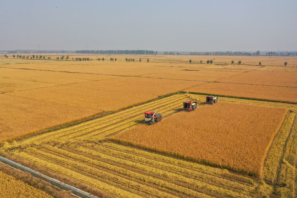 在吉林省公主岭市,吉林省米兜种植农民专业合作社进行机械化收割水稻作业展示(2025年10月14日摄,无人机照片)。新华社记者 张楠 摄