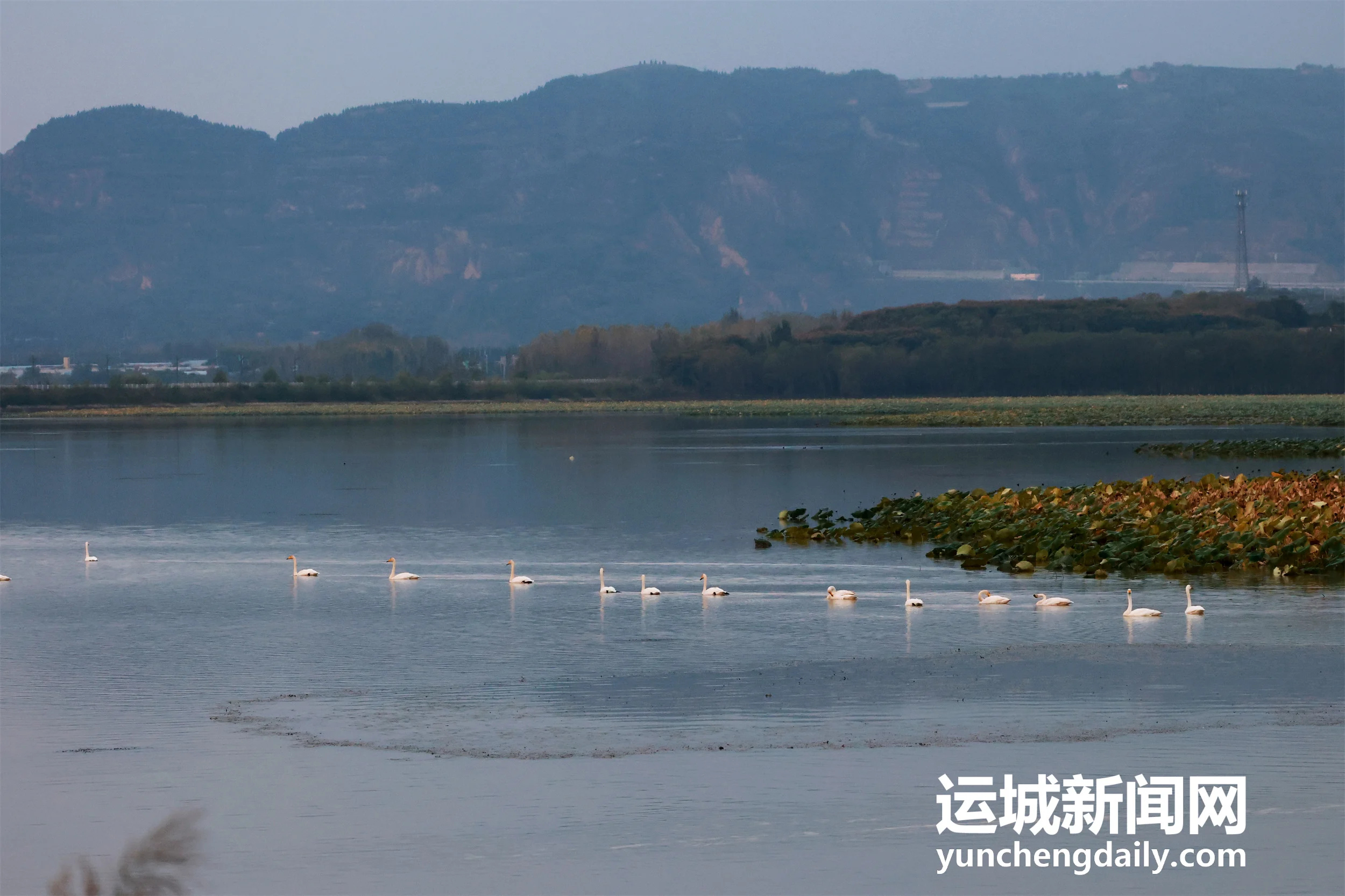 【天鹅栖三湾 湿地入画来】连日降温，百余只越冬的大天鹅如约飞抵平陆黄