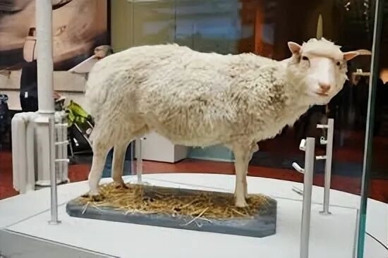 美国一家公司想要培育“无脑人体” 用于量产人体器官