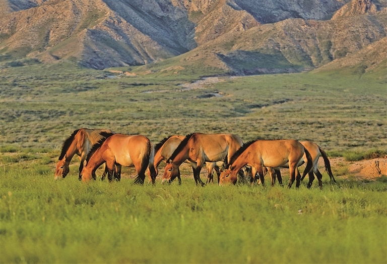 宁夏贺兰山的普氏野马 张赫凡摄/光明图片