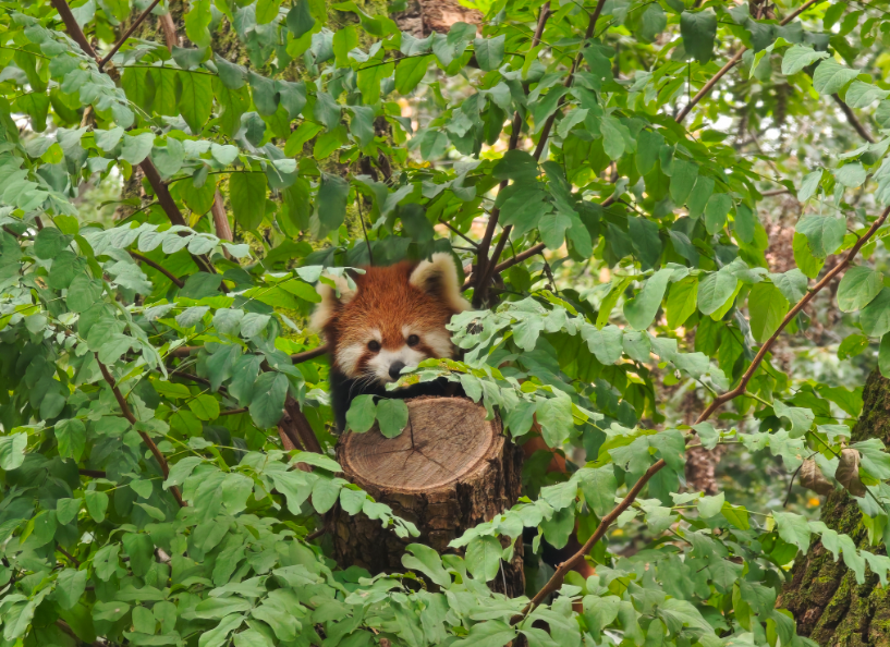 唐家河景区中的小熊猫 图/受访者提供