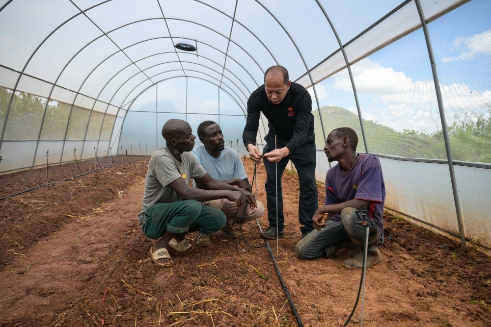 1月26日，在津巴布韦中马绍纳兰省沙姆瓦地区津迪村，中国援津第四期高级农业专家组专家汤俊林（右二）在育苗大棚里为村民讲授农业技术。新华社记者 杨光 摄