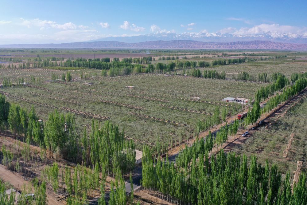 这是新疆阿克苏市丰庆园农民专业合作社示范园的苹果林（4月14日摄，无人机照片）。 新华社记者 丁磊 摄