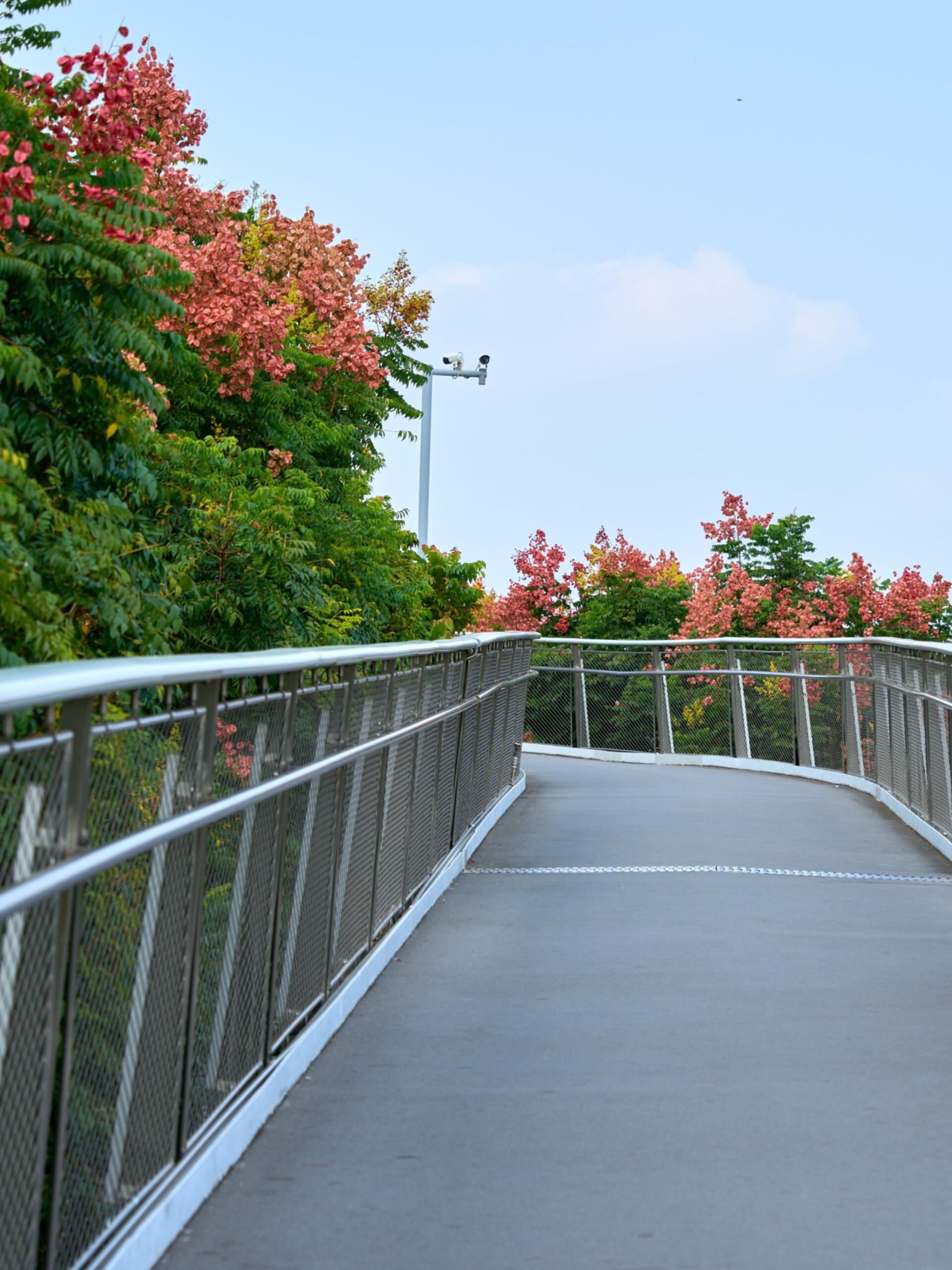 #厦门人嘴也太严啦#！原来大家都悄悄跑到半空中赏秋🍂。哪怕气温依旧