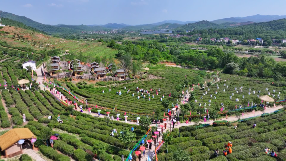 孝感市孝昌县周巷镇孝孟红生态观光茶园举办的茶叶采摘活动。新华社发
