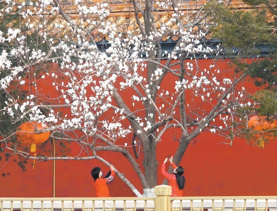 长安街上玉兰开_文化快报_首都之窗_北京市人民政府门户网站