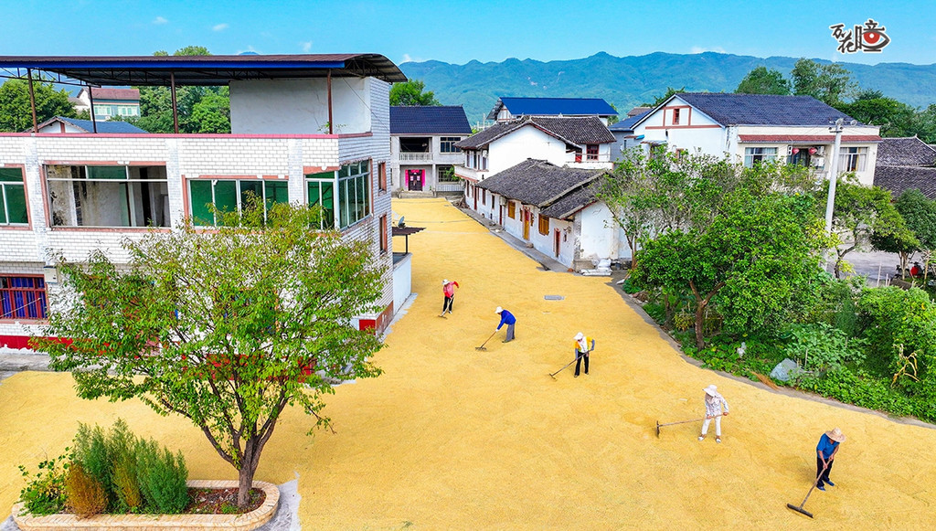 11 垫江;2026年8月10日,重庆市垫江县沙坪镇毕桥村制种水稻基地,工人在晾晒水稻。龚长浩、摄