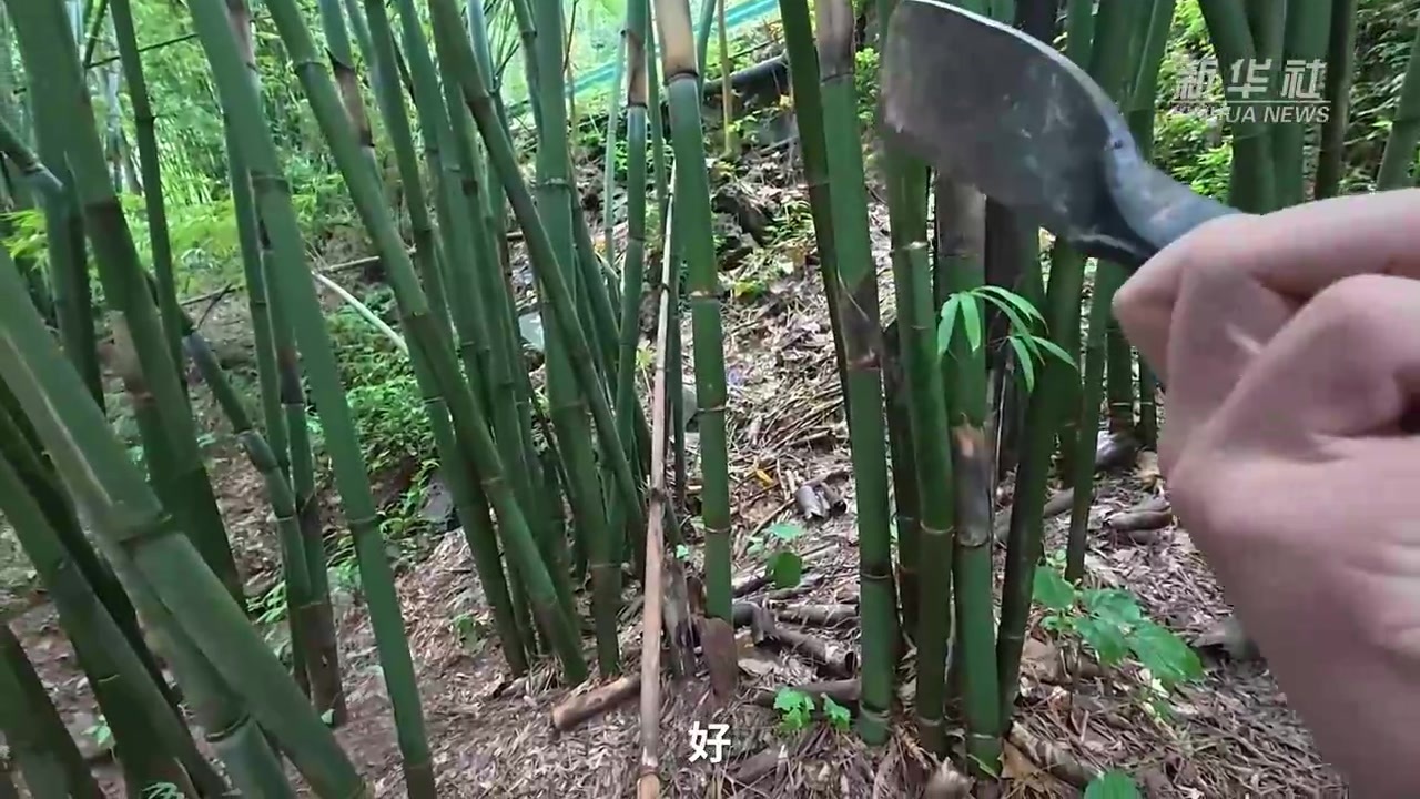 新长征路上的我们｜赤水河畔 她用竹子闯出新路