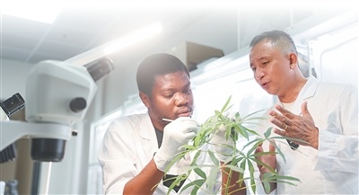 在中国热带农业科学院三亚研究院内,尼日利亚留学生格雷戈里(左)在二级研究员陈青的指导下开展木薯虫害绿色防控研究实验。 新华社记者 张丽芸摄