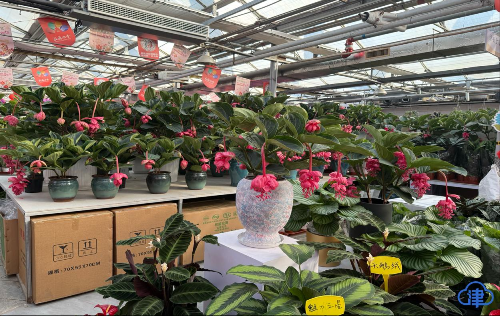 杨女士店铺内摆放的“宝莲灯”