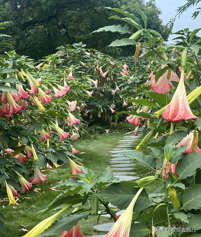 山坡上的曼陀罗花