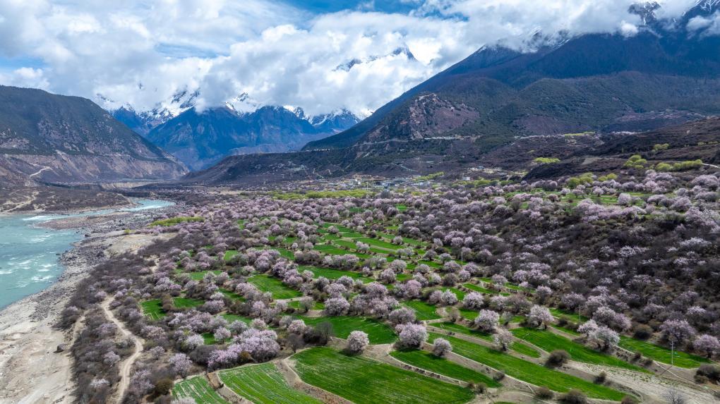 这是林芝市南迦巴瓦峰下雅鲁藏布大峡谷内的桃花景色(2026年4月3日摄,无人机照片)。新华社记者 丁增尼达 摄