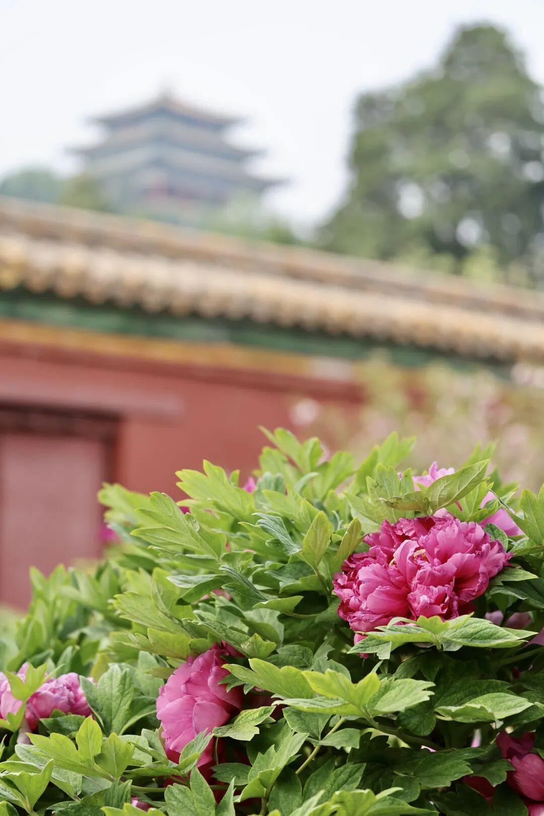 漫步景山邂逅牡丹国色芳华_赏心悦目_首都之窗_北京市人民政府门户网站