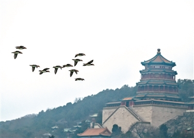 颐和园内的各类候鸟为古典园林增添勃勃生机