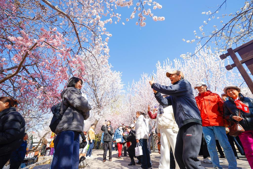 游客在桃花堤上打卡拍照。新华社发