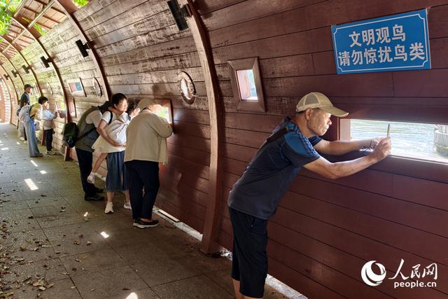 过往市民游客透过观鸟长廊的视窗，观赏白鹭捕鱼。人民网记者 陈博摄