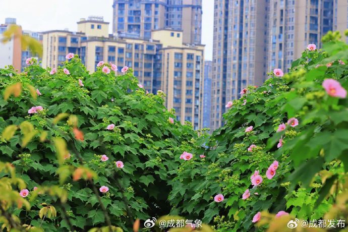 【#成都芙蓉进入最佳观赏期#！送你一片美景】进入秋天后，枝头上的热闹