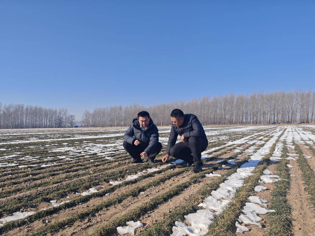 冬黑麦在科尔沁沙地上安了家