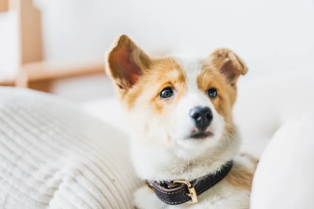摄图网_501188627_柯基犬(企业商用).jpg