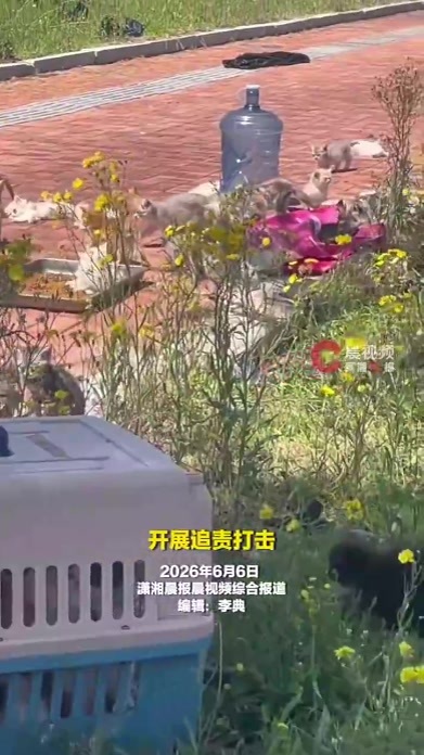 沈阳通报上百只幼猫被遗弃路边，沈阳弃猫事件公安正溯源追责