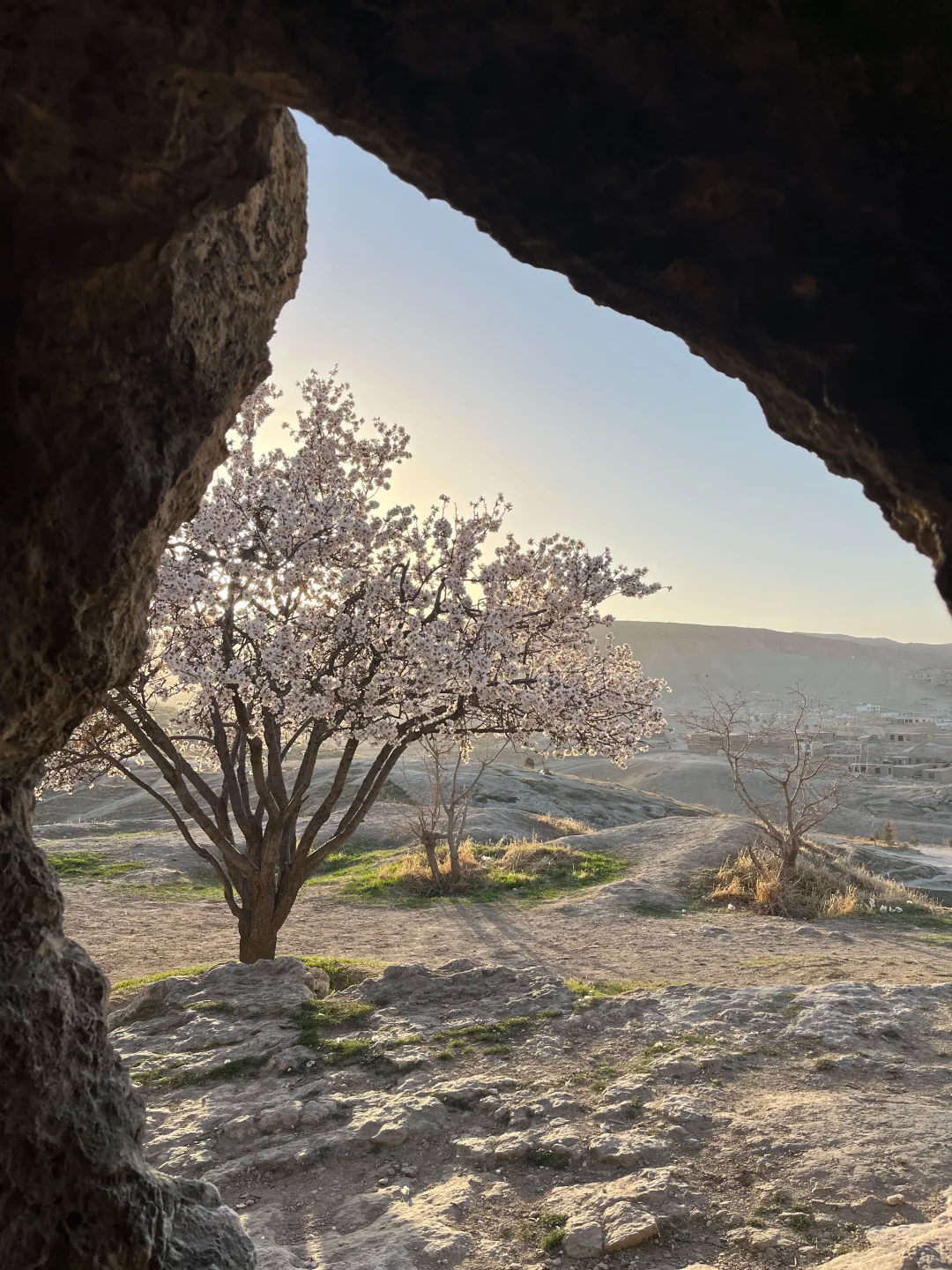 小玉在阿富汗见到的樱花树。(图/受访者提供)