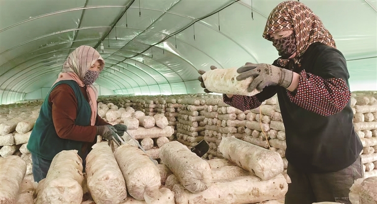 新民村村民在菌菇大棚忙碌。本报记者 闫磊摄/光明图片