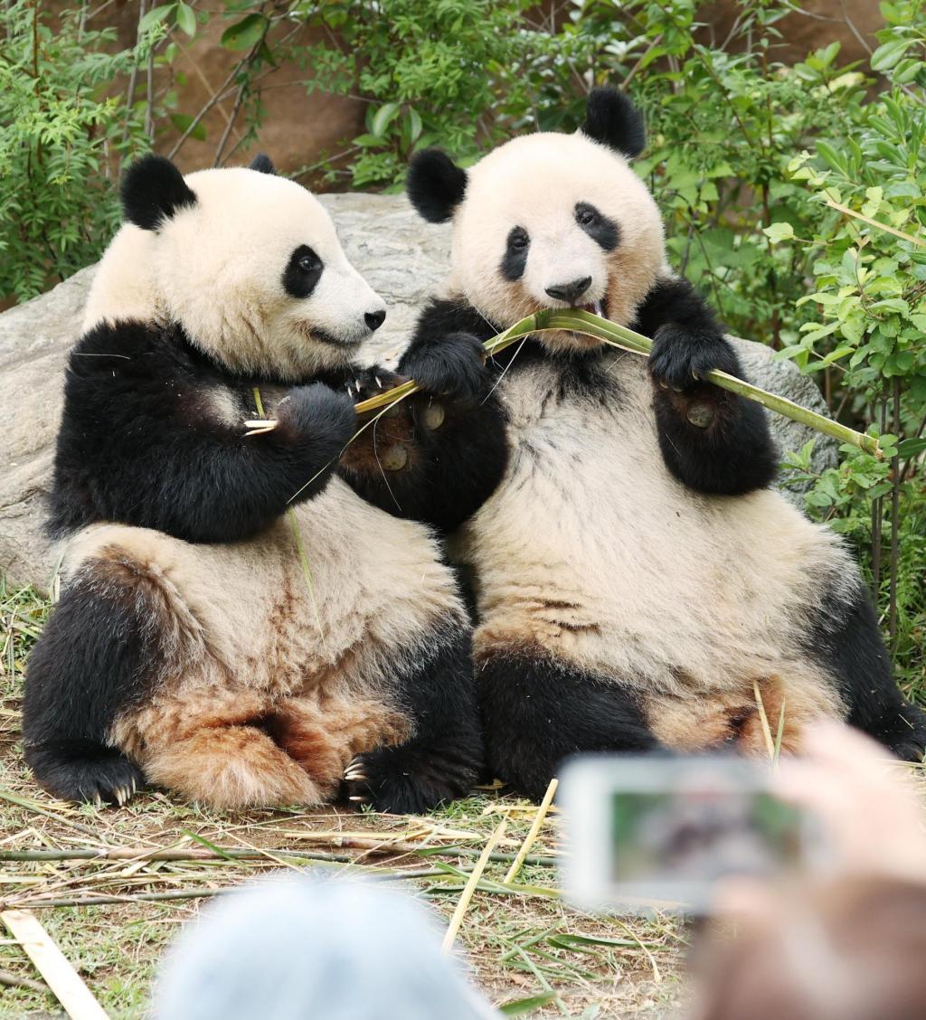大熊猫“晓晓”和“蕾蕾”。