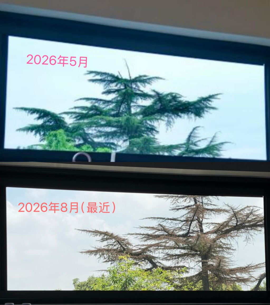 苏州老树疑遭“钻孔灌药”最新进展