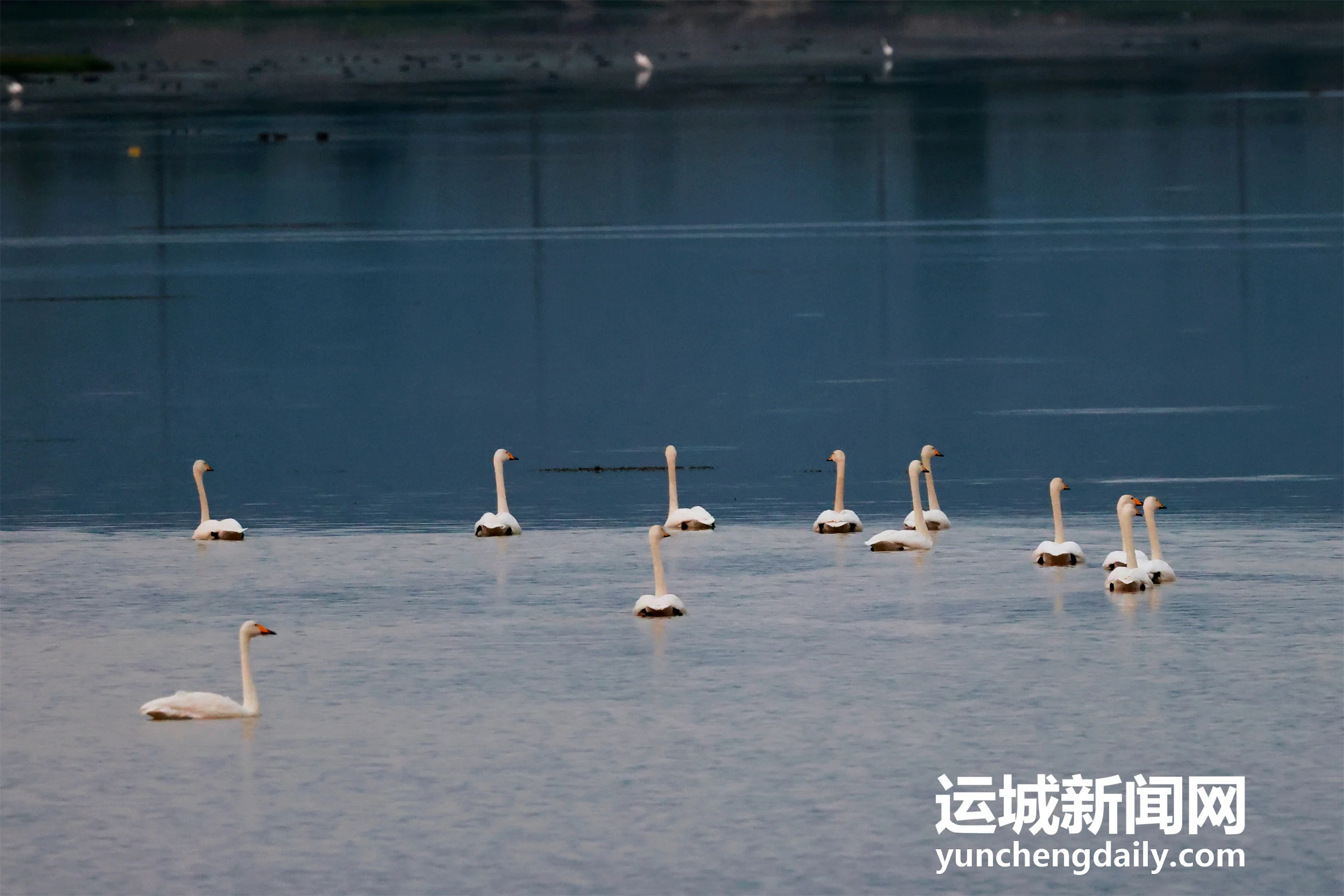 【天鹅栖三湾 湿地入画来】连日降温，百余只越冬的大天鹅如约飞抵平陆黄