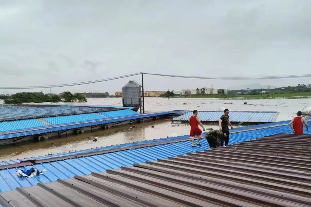 雨停后，在猪场棚顶上的人/受访者供图
