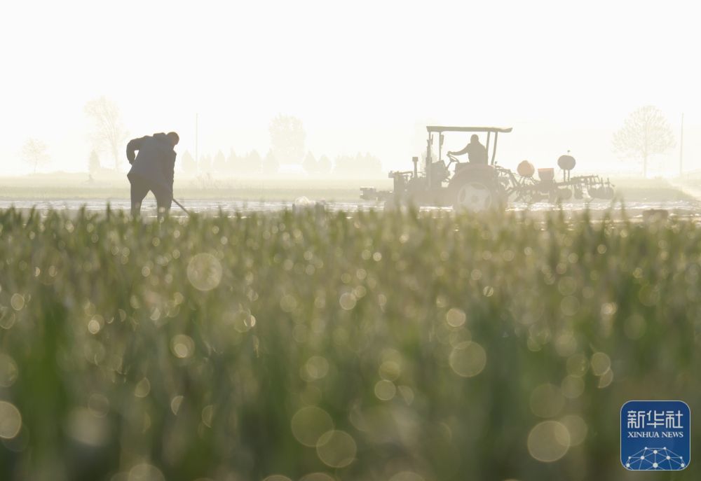 ↑ 4月12日,河南省安阳市内黄县马上乡农民在播种地膜花生。新华社发(刘肖坤摄)